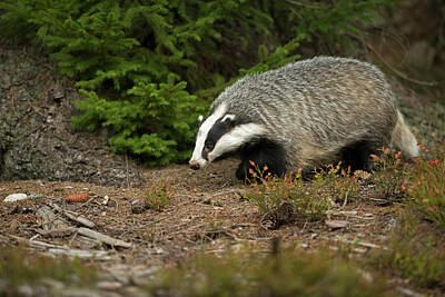 Let It Snow - At the edge of the forest... European Badger  by Ralf Kistowski