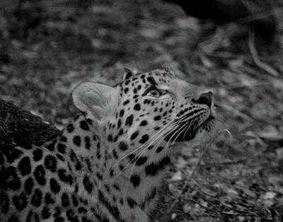 Prescription Medicine - Attentive Leopard by Maggy Marsh