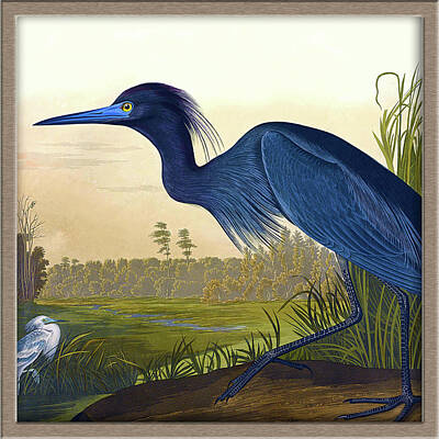 Birds Drawings - Audubon Birds of America - Havell Gallery Icon by Orchard Arts