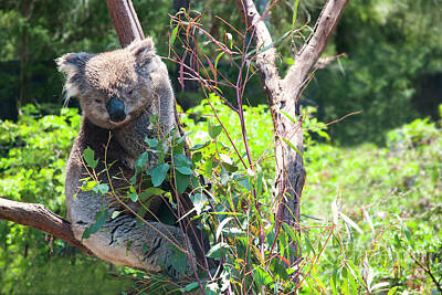 Target Threshold Nature Rights Managed Images - Australian Koala Bear sleeping on tree Royalty-Free Image by Domenico Condello