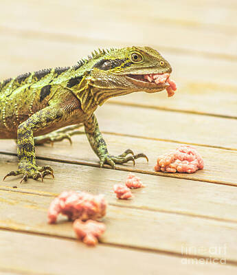 Reptiles Photos - Australian water dragon by Jorgo Photography