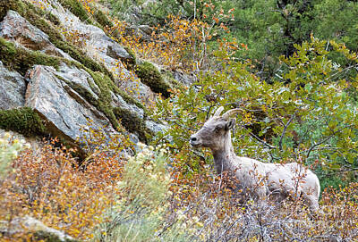 Steven Krull Royalty Free Images - Autumn Bighorn Sheep In Waterton Canyon Royalty-Free Image by Steven Krull