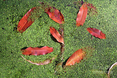 Zen Rocks - Autumn leaves in a pond with algae by George Atsametakis