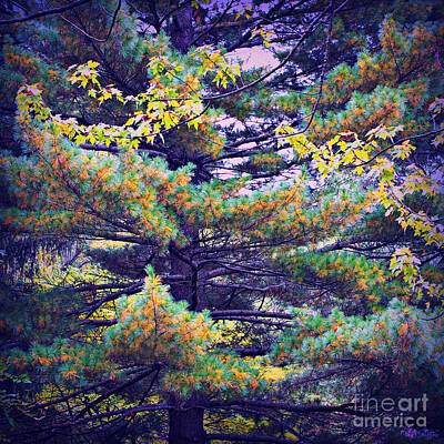 Frank J Casella Royalty-Free and Rights-Managed Images - Autumn Pine by Frank J Casella
