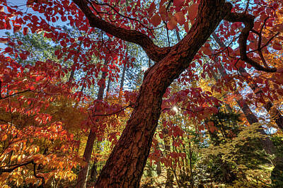 Abstract Landscape Photos - Autumn potpourri - Spokane Japanese Garden by Mark Kiver