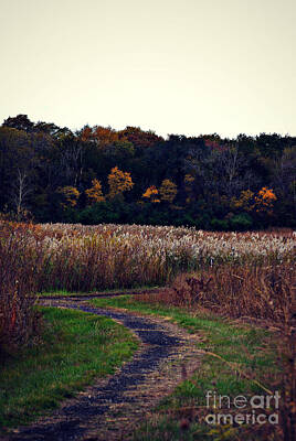 Frank J Casella Royalty-Free and Rights-Managed Images - Autumn Wetlands by Frank J Casella