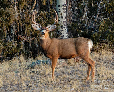 Steven Krull Royalty Free Images - Awesome Buck Mule Deer Royalty-Free Image by Steven Krull