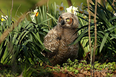 Vintage Ford - Baby owl enjoys daffodils by Heather King