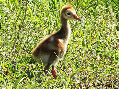 Sultry Plants Rights Managed Images - Baby Sandhill Crane 002   Royalty-Free Image by Christopher Mercer