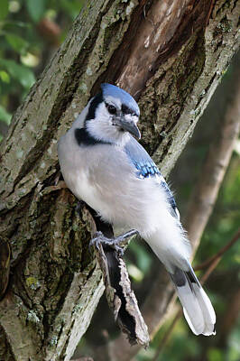 Fromage - Backyard Blue Jay 02 by Judy Tomlinson