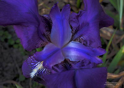 Target Eclectic Global Rights Managed Images - Backyard Iris Royalty-Free Image by Richard Thomas