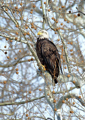 Abstract Cement Walls - Bald Eagle Perched #2 by John Wijsman