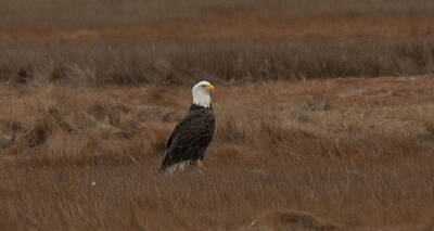 Election Day - Bald Eagle Resting by Judd Nathan