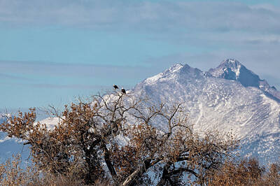 Sugar Skulls - Bald Eagles Stake Out a Spot in Front of the Rockies by Tony Hake