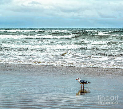 Music Tees - Beach Bird by Jon Burch Photography