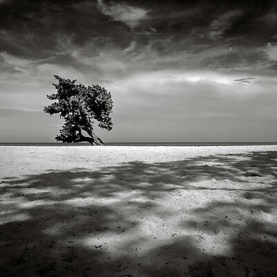 Beach Photos - Beach Tree by Dave Bowman