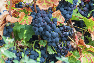 Michael Jackson - Beaujolais Grapes on the vine III by Thomas Marchessault