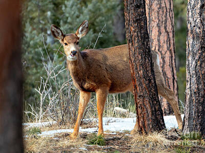 Steven Krull Royalty-Free and Rights-Managed Images - Beautiful Doe Mule Deer by Steven Krull