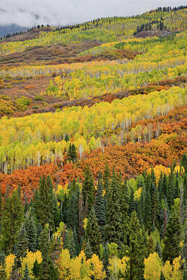 Animal Paintings James Johnson Rights Managed Images - Beautiful Fall Colors on Road Up to Owl Creek Pass Royalty-Free Image by Ray Mathis