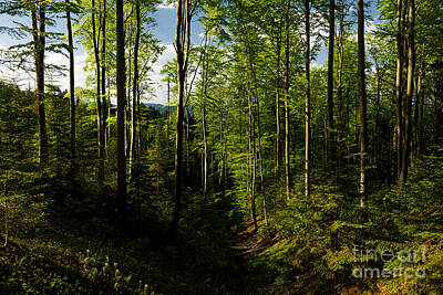Popstar And Musician Paintings - Beautiful forest landscape by Wdnet Studio