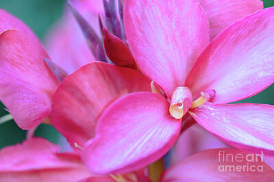 Beach Days Rights Managed Images - Beautiful Pink Canna Lilies Royalty-Free Image by Janice Noto
