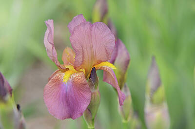 Painted Liquor - Beauty of Irises. Mary Geddes 9 by Jenny Rainbow