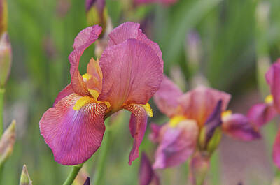 Womens Empowerment - Beauty of Irises. Mary Geddes by Jenny Rainbow