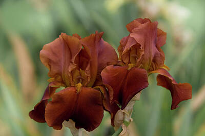 Vintage Stamps - Beauty of Irises.  Vitafire by Jenny Rainbow
