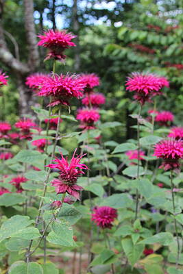 On Trend Breakfast Royalty Free Images - Bee Balm Blossoms 4 Royalty-Free Image by Cathy Lindsey