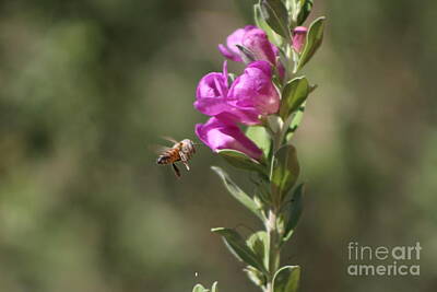 Crazy Cartoon Creatures - Bee Flying Towards Ultra Violet Texas Ranger Flower by Colleen Cornelius