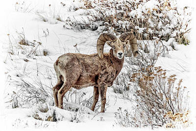 Thomas Kinkade Rights Managed Images - Bighorn Ram In Winter Royalty-Free Image by Wes and Dotty Weber