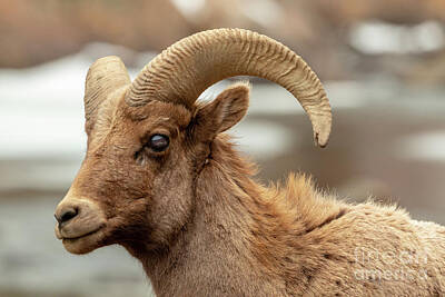 Steven Krull Royalty-Free and Rights-Managed Images - Bighorn Sheep Portrait by Platte River by Steven Krull
