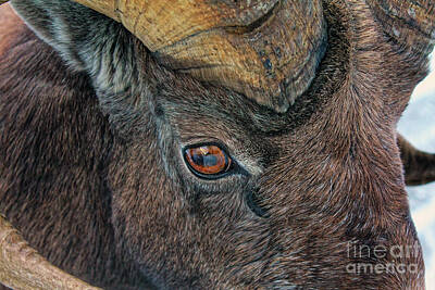 Minimalist Childrens Stories - Bighorn sheep ram Ovis canadensis Jasper Alberta by Robert C Paulson Jr