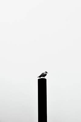 Sean Rights Managed Images - Bird on a Pole Royalty-Free Image by Michael Hills