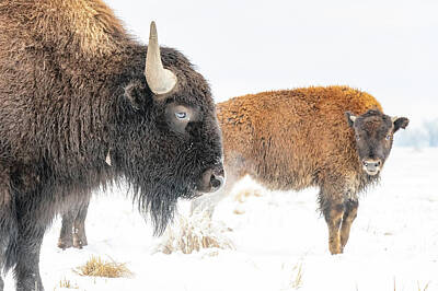 Negative Space Rights Managed Images - Bison Old and Young in the Snow Royalty-Free Image by Tony Hake