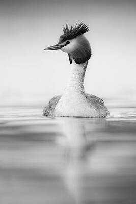 Green Grass - Black and White... Great Crested Grebe by Ralf Kistowski