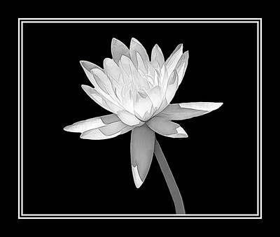 Lilies Photos - Black and White Water Lily by Rosalie Scanlon
