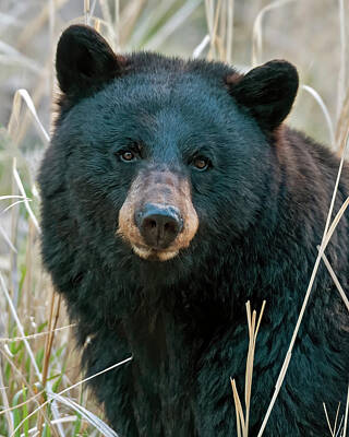 Portraits Photos - Black Bear closeup by Gary Langley