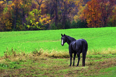 Royalty-Free and Rights-Managed Images - Black Beauty by Peter Herman