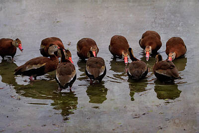 Vintage Tees - Black-bellied Whistling-Ducks Have Attitude by Debra Martz