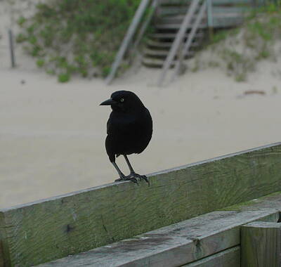 American Red Cross Posters Rights Managed Images - Black Crow On Deck Rail Royalty-Free Image by Cathy Lindsey