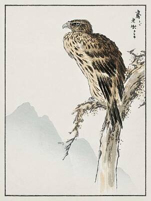American West Royalty Free Images - Black-eared Kite illustration from Pictorial Monograph of Birds  1885  by Numata Kashu  1838-1901  Royalty-Free Image by Celestial Images