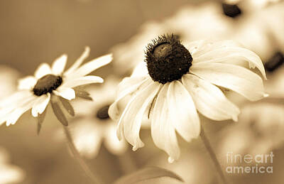 Floral Photos - Black-Eyed Susans by Pam  Holdsworth