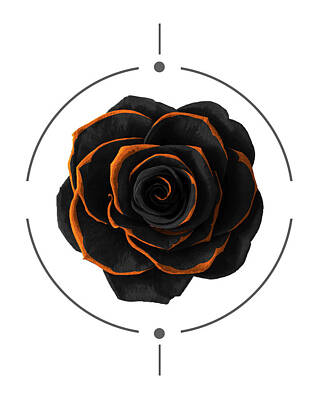 Roses Mixed Media Royalty Free Images - Black Rose - Black and Gold Rose - Death - Minimal Black and Gold Decor - Dark Royalty-Free Image by Studio Grafiikka