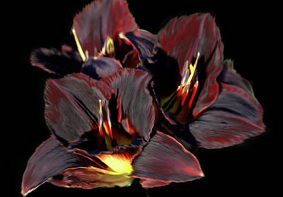 Lake Life Royalty Free Images - Black Velvet Daylily  Royalty-Free Image by Chauncy Holmes