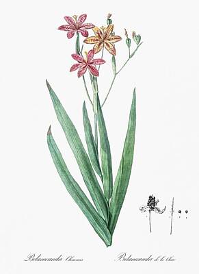 Lilies Paintings - Blackberry Lily illustrati onfrom Les liliacees  1805  by Pierre Joseph Redoute  1759-1840  by Celestial Images