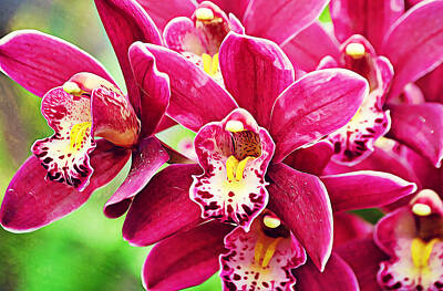 Waterfalls - Blooming Cymbidium Orchids by Gaby Ethington