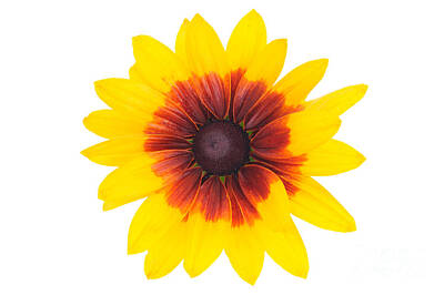 Car Design Icons - Blooming Rudbeckia flower by Wdnet Studio
