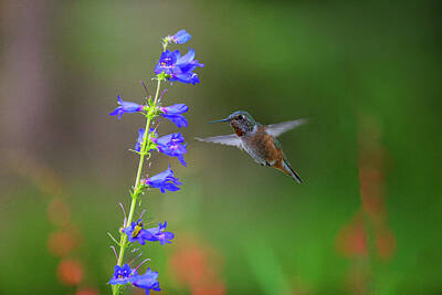 Textured Letters - Blue Bells and a Hummingbird 7161 by Rob Greebon