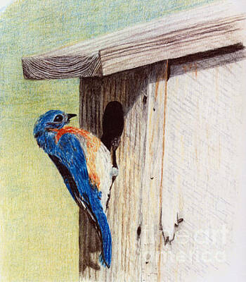 Birds Drawings - Blue Bird by Glenda Zuckerman